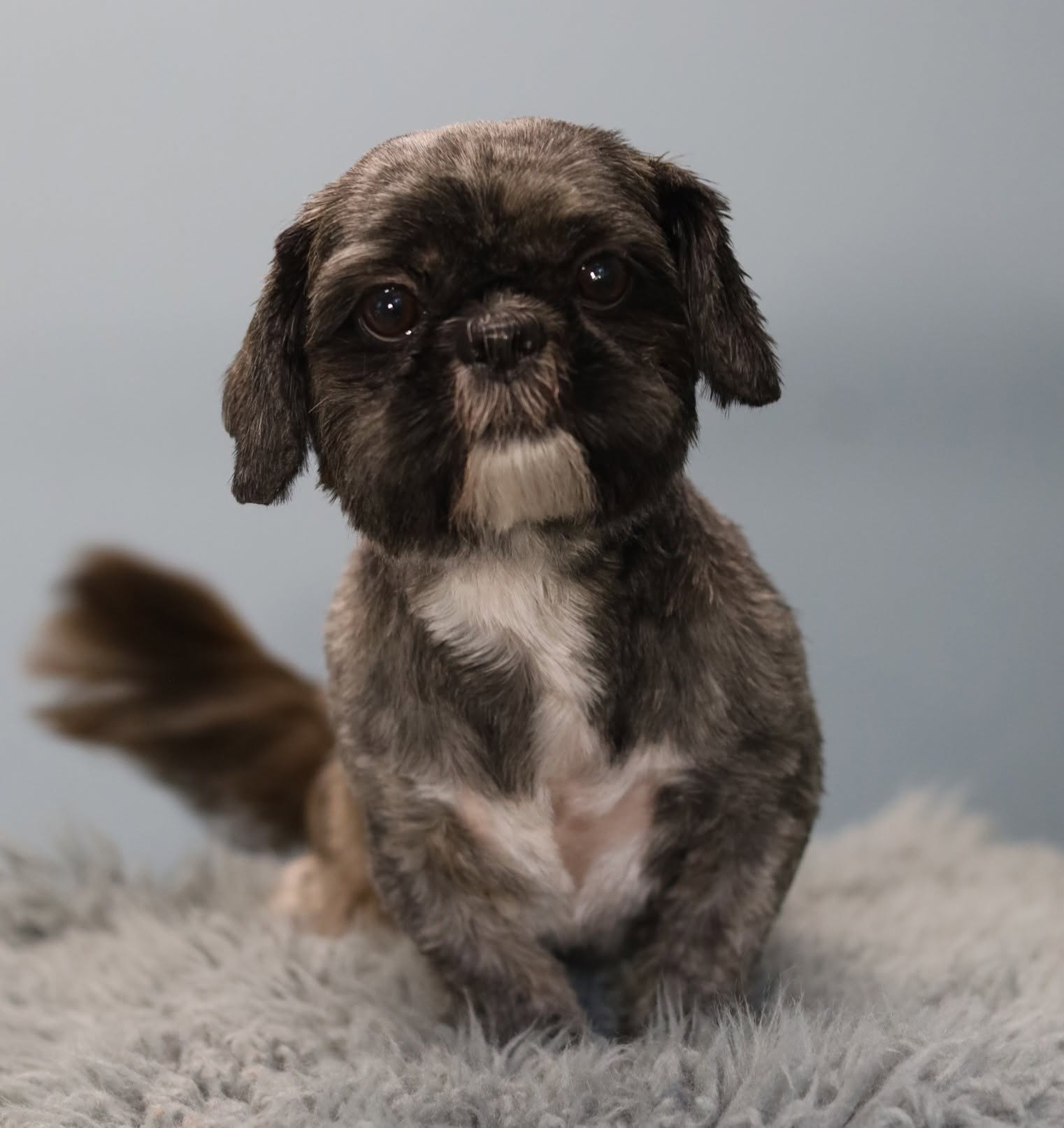 Een net getrimde shih tzu zit op een zacht grijs vachtkleed