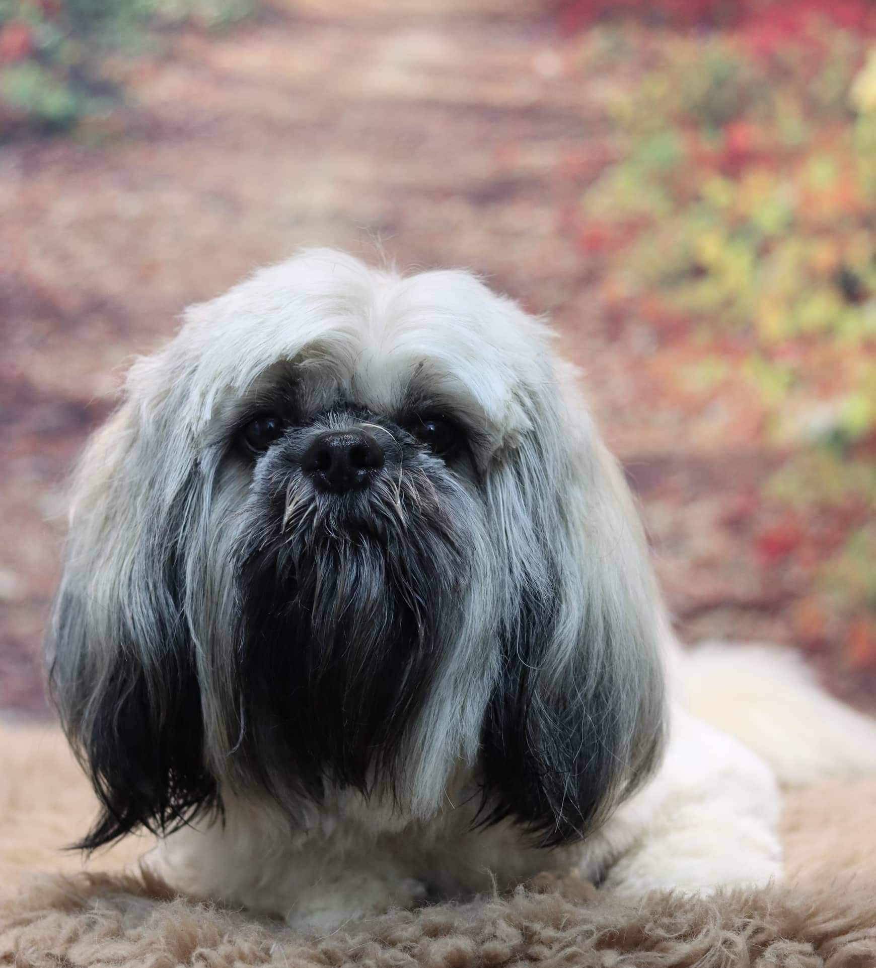 Een langharig zwart-wit hondje ligt op een vachtkleed, met herfstkleuren op de achtergrond